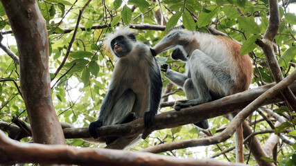 Funny wild monkey looks for fleas in friend hair sitting on branch of tropical tree in forest on sunny day low angle shot