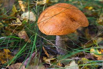 Edible mushroom Leccinum Aurantiacum with orange caps.