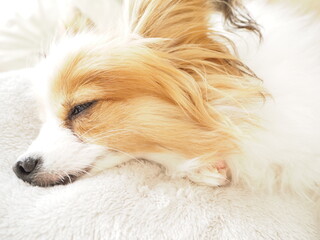 無防備な犬の寝顔 犬種パピヨン Animal Poster Anim Yumeyume