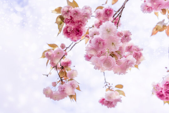 Blurred abstract background. Branches of blossom cherry against background of blue sky in spring on nature outdoors. Pink sakura flowers, dreamy romantic artistic image of spring nature, copy space