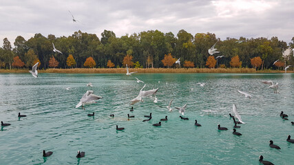 Fulica atra, Eurasian coot and seagulls  floating on the lake, autumn, adana, turkey
