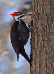 Pileated woodpecker sitting on a tree trunk into the forest, Quebec, Canada