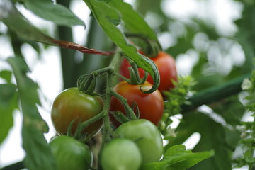 無農薬野菜