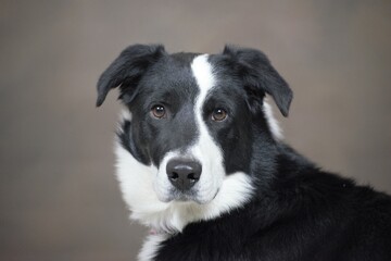 border collie dog