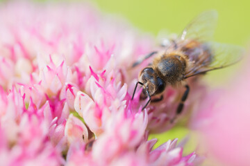 Honey bees collect pollen Spiraea flower. Macro shot.