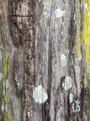 Dead tree trunk texture. The texture of the old board is stained and mildewed. The moldy surface of the board.