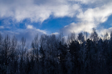 Treetops and forest against the blue sky