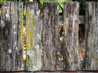 Part of an old fence made of planks covered with stains and mildew. Moldy board surface with nails. Fungus and yellow mold.