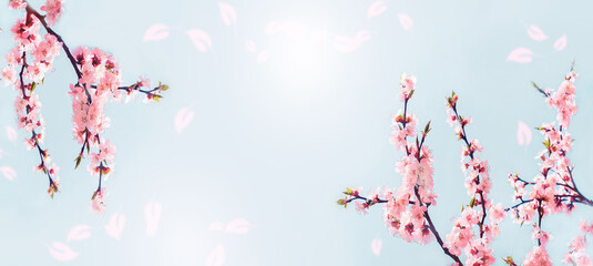 Cherry pink blossoms close up. Blooming sakura  tree. Banner format
