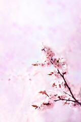 Cherry pink blossoms close up. Blooming sakura  tree