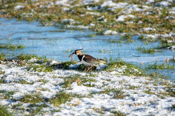 lapwing with worm in frozen landscape