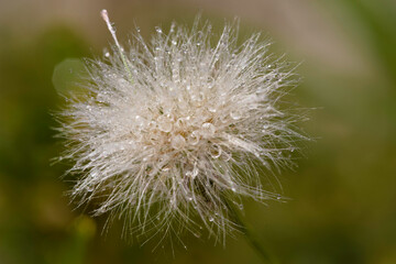 Closeup of Dandelion head with with blurred background.