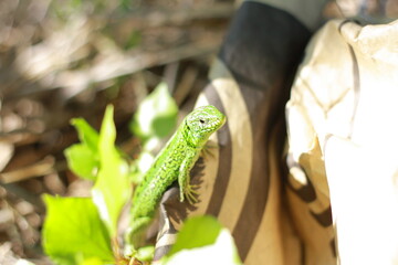green lizard