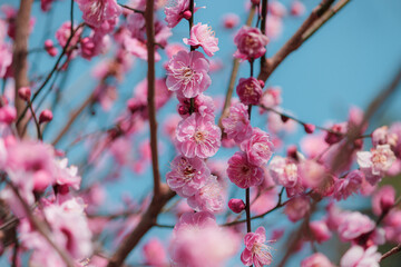 咲き誇るピンクの梅（縦）