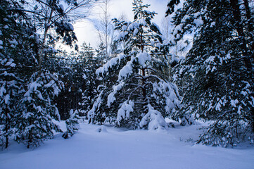 Snowy forest with conifers in winter