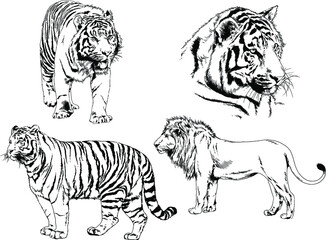 vector drawings sketches different predator , tigers lions cheetahs and leopards are drawn in ink by hand , objects with no background