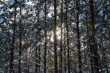 Snowy forest with conifers in winter