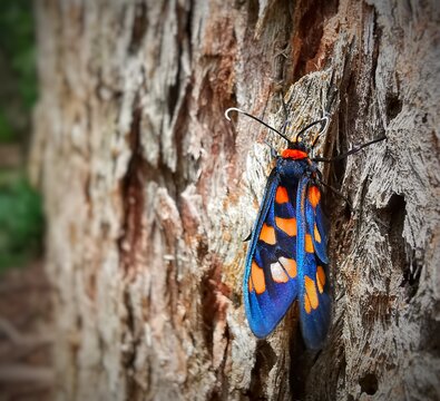 Exceptionally bright orange, black and blue coloured moth on the deeply weathered, dull brown trunk of an old ironbark tree in the forest ,Australia.