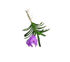 Vanda purple orchids flowers,with green leaf branch isolated on white background , clipping path
