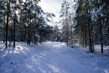 Winter forest with snowy white road sunny day