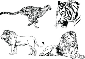 vector drawings sketches different predator , tigers lions cheetahs and leopards are drawn in ink by hand , objects with no background