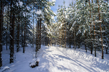 Winter forest with snowy white road sunny day