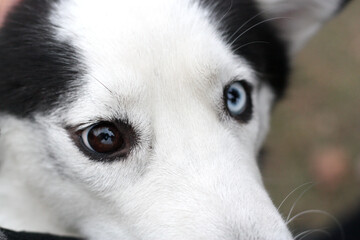 Closeup head of husky dogs with eyes of different colors