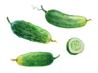 Cucumbers. Watercolor illustration on a white background. 