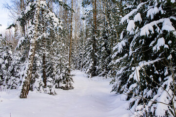 Winter forest with snowy white road sunny day