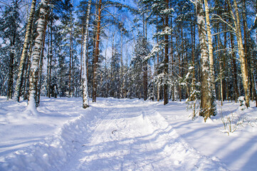 Winter forest with snowy white road sunny day