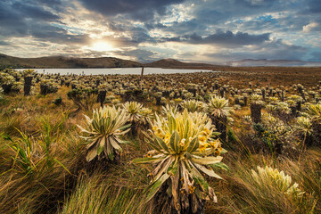 South american paramo in El Angel Ecological Reserve with the frailejones (espeletia)