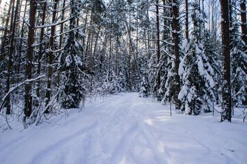 Winter forest with snowy white road sunny day