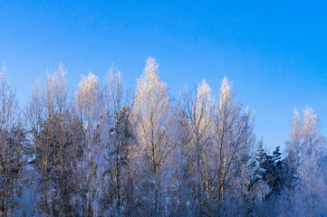 Treetops against the blue winter sky