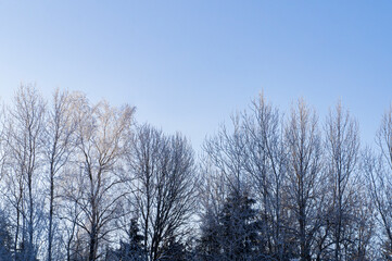 Treetops against the blue winter sky