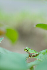 葉っぱの上のアマガエル