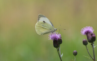 Großer Kohlweißling - Large white butterfly