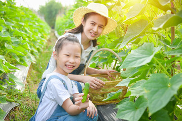 Little asian girl with her mother picking cucumber in garden together.
