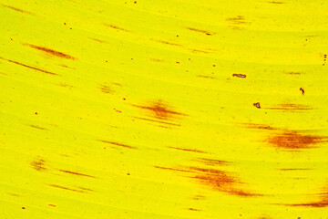 The surface of the banana leaves from fresh to dry.Banana leaves that are about to dry.