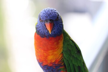 Rainbow lorikeet looking at you