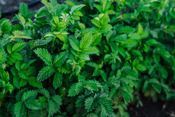 Botanical Foliage Background of Nettle Bush Leaves Pattern. Environment Concept