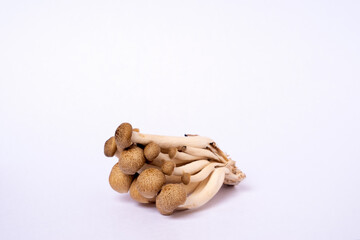Shimeji Mushroom in white background.