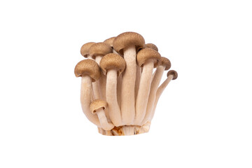 Shimeji Mushroom in isolated white background with clipping path.