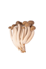 Shimeji Mushroom in isolated white background with clipping path.