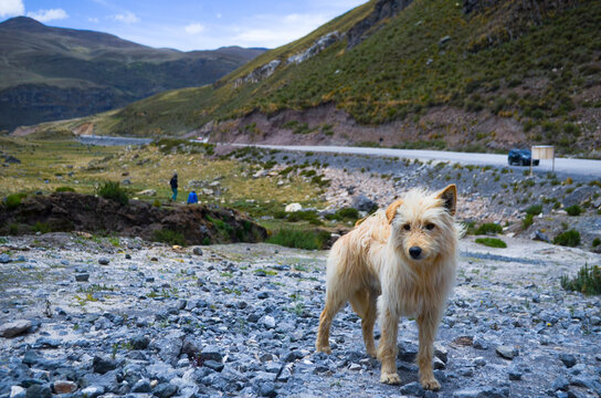 Perro en la naturaleza
