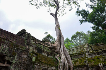 The view of Ta Prohm temple in Siem Reap in Cambodia. Angkor complex.