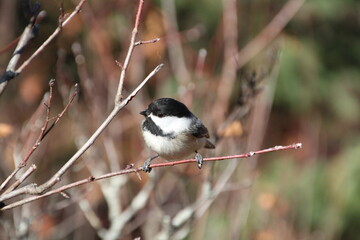 Obraz na płótnie Canvas Bird On The Branch, Whitemud Park, Edmonton, Alberta
