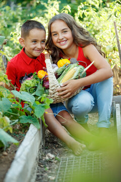 Happy children with vegetables in the vegetable garden. Season of fresh vegetables. High quality photo.
