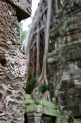 Fototapeta premium The view of Ta Prohm temple in Siem Reap in Cambodia. Angkor complex.