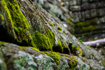 The view of Ta Prohm temple in Siem Reap in Cambodia. Angkor complex. Moss covered stones.