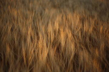 Golden ripe wheat field, sunny day, soft focus, agricultural landscape,